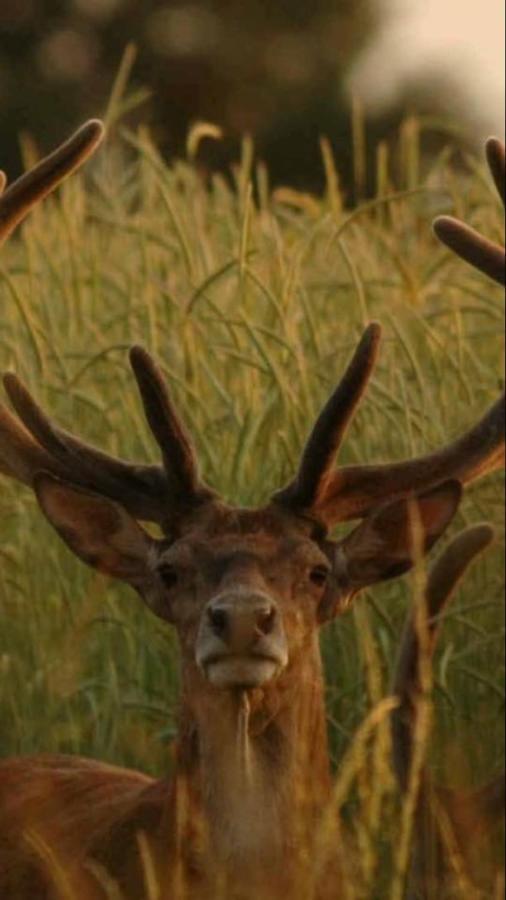 L'Hotie De Broceliande, Au Coeur Des Sites Naturels Et Legendaires แปงปง ภายนอก รูปภาพ