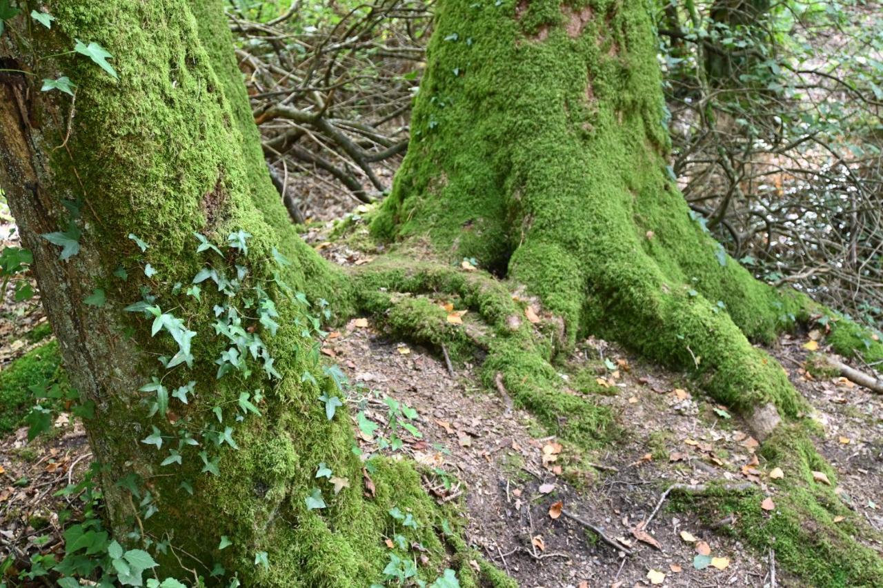 L'Hotie De Broceliande, Au Coeur Des Sites Naturels Et Legendaires แปงปง ภายนอก รูปภาพ
