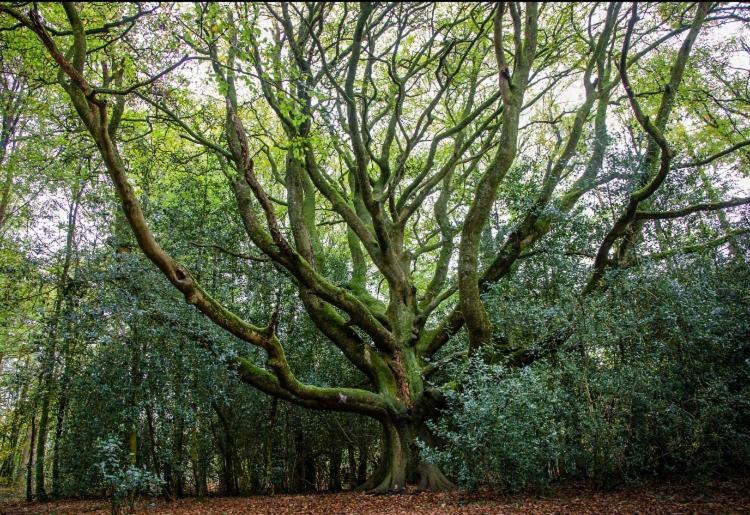 L'Hotie De Broceliande, Au Coeur Des Sites Naturels Et Legendaires แปงปง ภายนอก รูปภาพ
